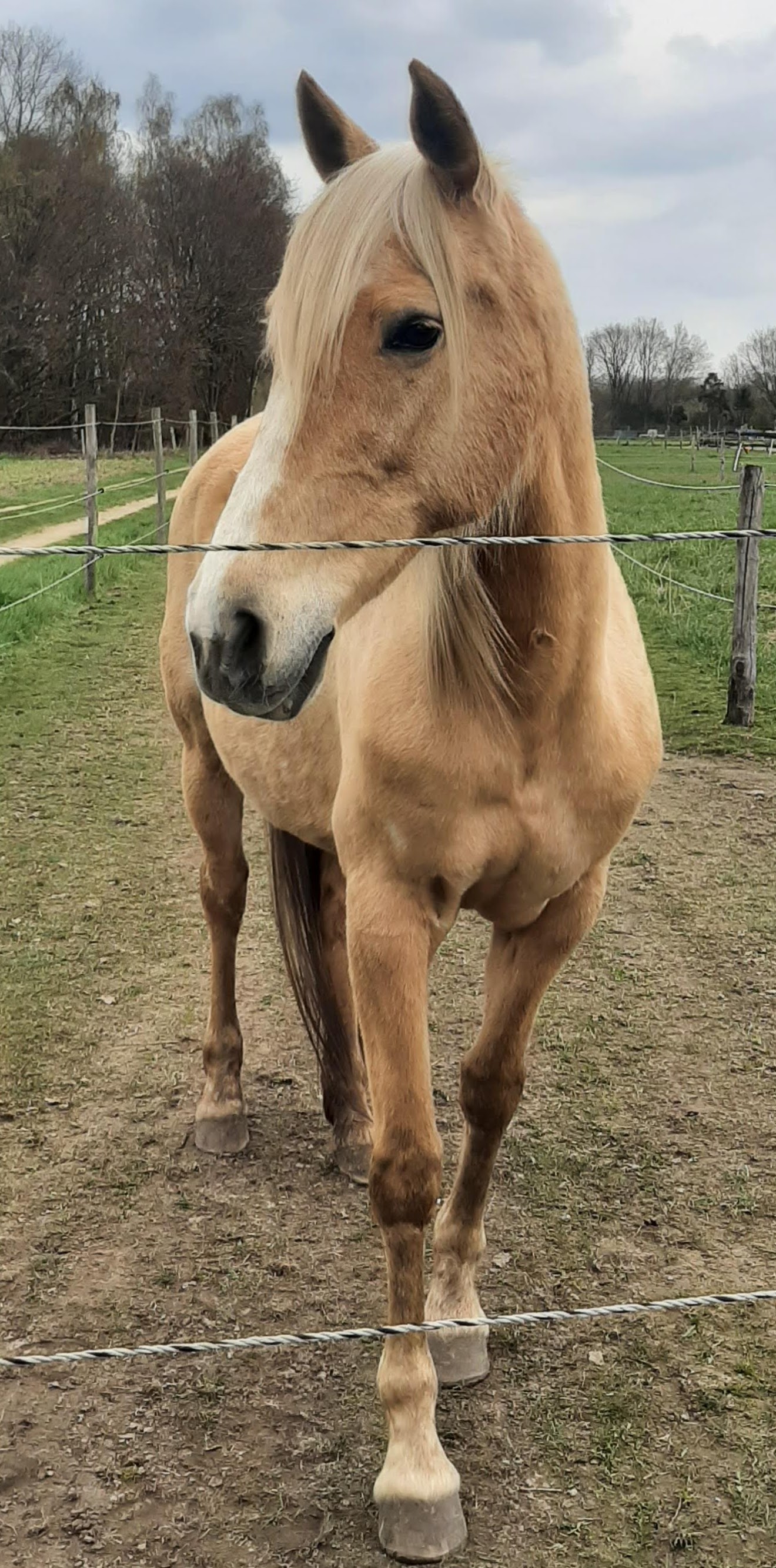 Fausta – mijn merrie